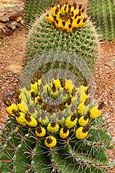 Barrel cactus