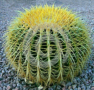 Barrel Cactus