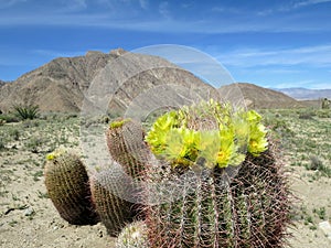 Barrel Cactus in Bloom