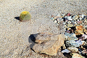 Barrel Cactus and Boulder in Xeriscaped Ground photo