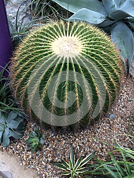 Barrel cactus,classic desert denizens of lore. photo