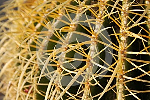 Barrel Cactus Close Up