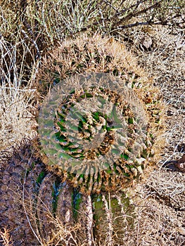 Barrel Cactus in Deming, New Mexico