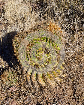 Barrel Cactus in Deming, New Mexico