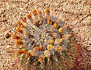 Barrel Cactus Desert Botanical Garden