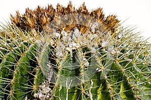 Barrel Cactus Detail with Blooms