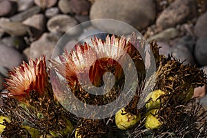 Barrel cactus displays mix of yellow fruit and red flowers