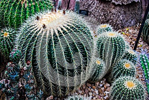 Barrel Cactus in the Domes Horticulture Conservatory of Milwaukee
