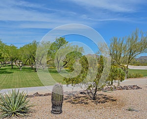 Barrel Cactus, Ferocactus Cylindraceus, in the Desert Southwest, Maricopa County, Arizona