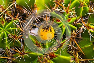 Barrel cactus, or Ferocactus robustus