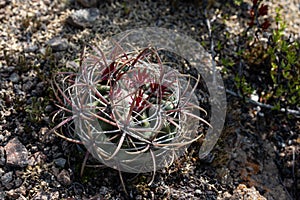 Barrel cactus Ferocactus spp. Biznaga photo