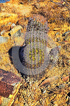 Barrel cactus, Ferocactus Wislizeni Cactaceae also known as Arizona, Fishhook, Candy or Southwestern barrel cactus, native to nort