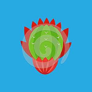 Barrel Cactus Flower vector art illustration photo
