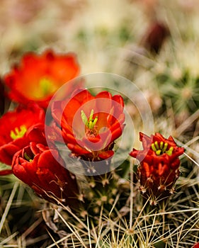 Barrel Cactus Flowers