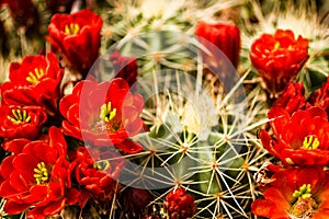 Barrel Cactus Flowers