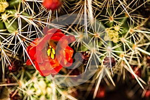 Barrel Cactus Flowers