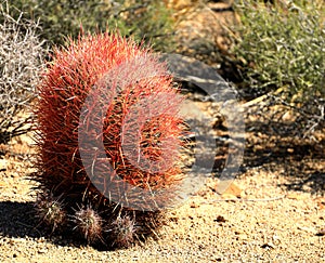 Barrel Cactus at Joshua Tree National Park
