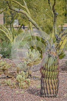 Barrel Cactus and Jumping Cholla Cactus at Anthem in Maricopa County, Arizona USA