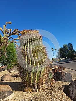 Barrel Cactus with Jumping Cholla in Xeriscaping photo