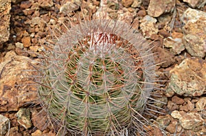 Barrel Cactus with lots of Spines and Thorns in the Desert