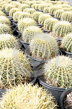 Barrel Cactus Nursery