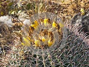 Barrel Cactus in Oliver Lee Memorial State Park