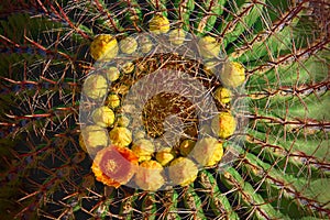 Barrel cactus with orange flower in ring of yellow buds.