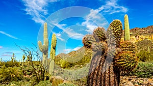 Barrel Cactus and other Cacti in the semi desert landscape on Usery Mountain