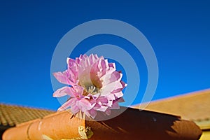 Barrel Cactus Pink Blooming Flower in Palmdale California photo