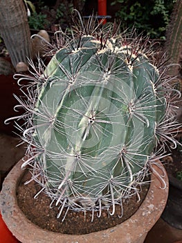 Barrel cactus plant& x28;Acanthocalycium violaceum& x29;