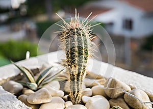 `Barrel Cactus` plant close up photo