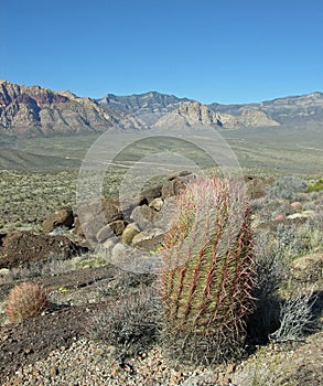 Barrel cactus with scenic view of part of Red Rock Canyon Near Las Vegas, Nevada.