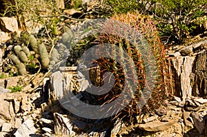 Piestewa / Squaw Peak
