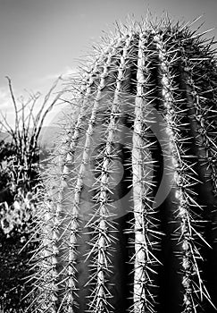 Barrel Cactus in the sun