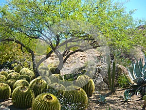 Barrel Cactus under Mesquite tree shade