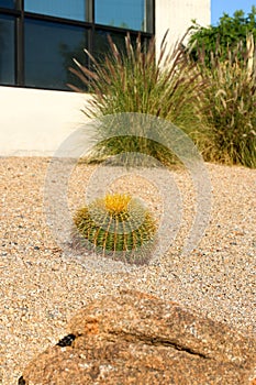 Barrel Cactus in Xeriscaped Front yard, Phoenix, AZ