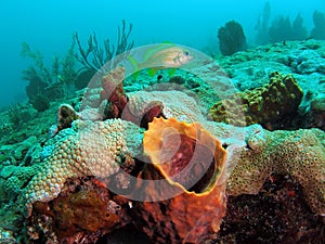 Barrel Coral photo