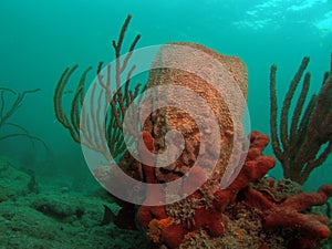 Barrel Coral and Sea Sponge