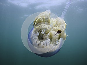 Barrel Jellyfish (Rhizostoma pulmo)