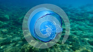 Barrel jellyfish Rhizostoma pulmo, dustbin-lid jellyfish or frilly-mouthed jellyfish undersea. photo