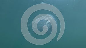 Barrel jellyfish Rhizostoma pulmo swims in the blue water under surface. Underwater shot, close-up
