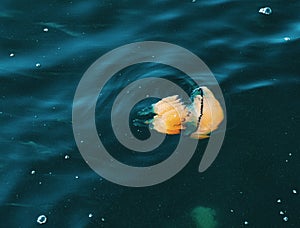 A barrel jellyfish, Rhizostoma pulmo, underwater in the Mediterranean sea