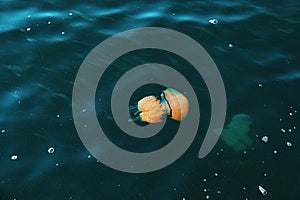 A barrel jellyfish, Rhizostoma pulmo, underwater in the Mediterranean sea