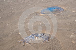 Barrel jellyfish, Rhizostoma pulmo, washed up on Rhossili Beach, Wales