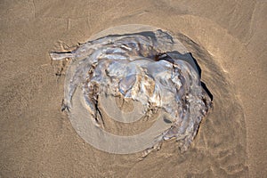 Barrel jellyfish, Rhizostoma pulmo, washed up on Rhossili Beach, Wales