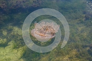 A barrel jellyfish in the sea