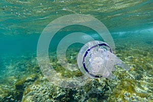 Barrel Jellyfish underwater Rhizostoma pulmo in turquoise sea
