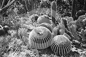 Barrel and Other Cactuses