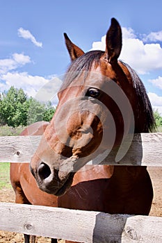 Barrel Racing Horse, Western Canada