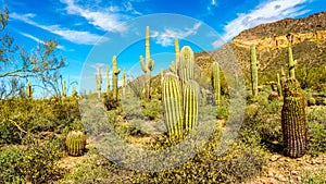 Barrel and Saguaro cacti in the semi desert landscape of Usery Mountain Regional Park near Phoenix Arizona